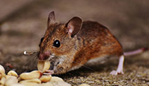 24 Hour & Emergency Exterminators in Shasta Lake, CA